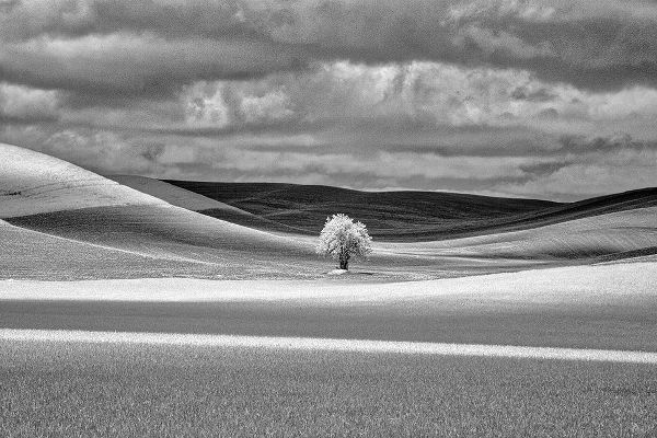 Eggers, Terry 아티스트의 USA-Idaho-Palouse Country-Lone tree and Infrared Palouse fields작품입니다.